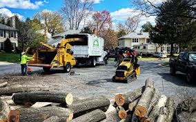 Best Emergency Tree Removal  in Bellflower, CA