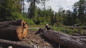 Best Root Management and Removal  in Bellflower, CA