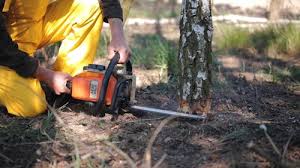 Trusted Bellflower, CA Tree Removal Experts