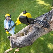 Lawn Grading and Leveling in Bellflower, CA