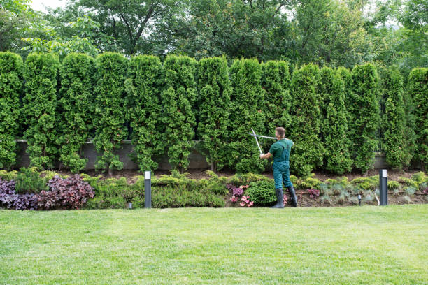 Best Tree Mulching  in Bellflower, CA