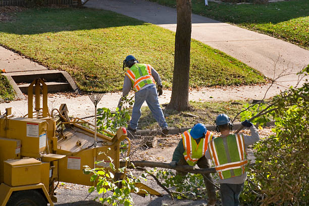 Best Sod Installation  in Bellflower, CA