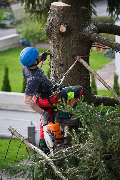 Best Lawn Mowing  in Bellflower, CA