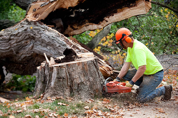 How Our Tree Care Process Works  in  Bellflower, CA