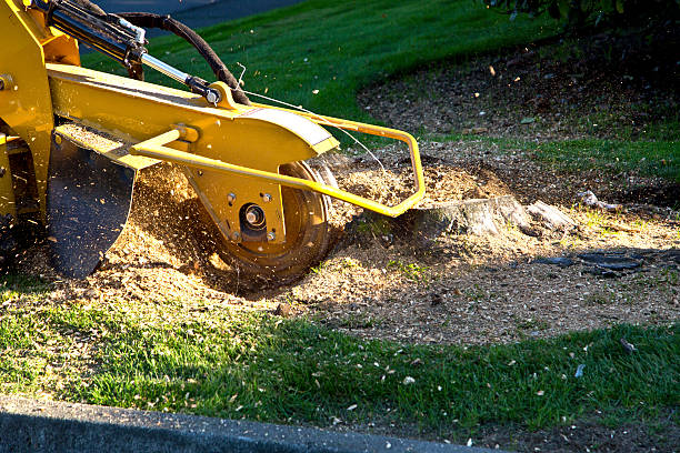 Best Hedge Trimming  in Bellflower, CA