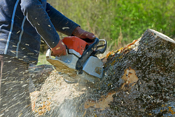 Best Lawn Grading and Leveling  in Bellflower, CA